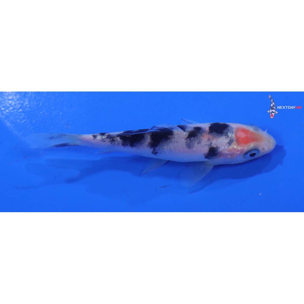 3” Imported Shiro Bekko