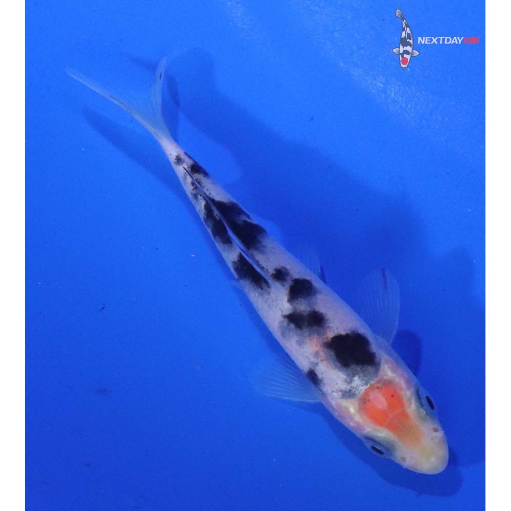 3” Imported Shiro Bekko