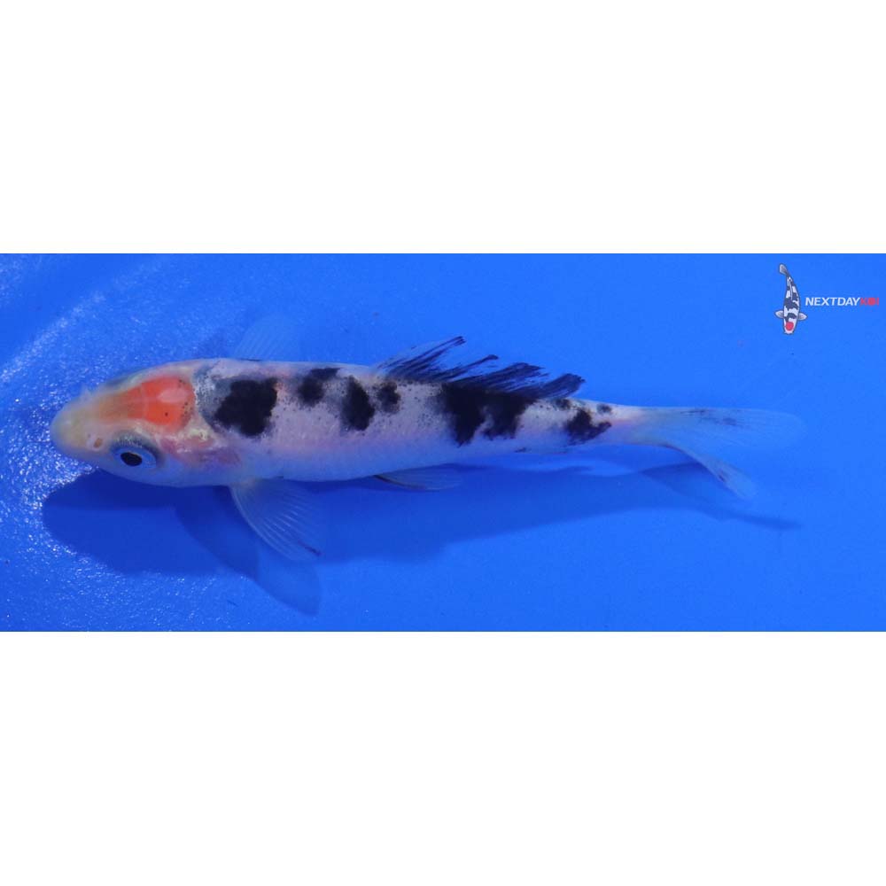 3” Imported Shiro Bekko
