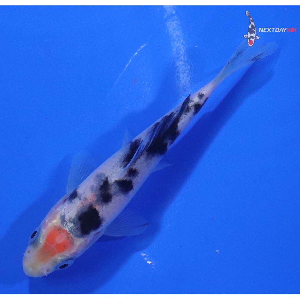 3” Imported Shiro Bekko