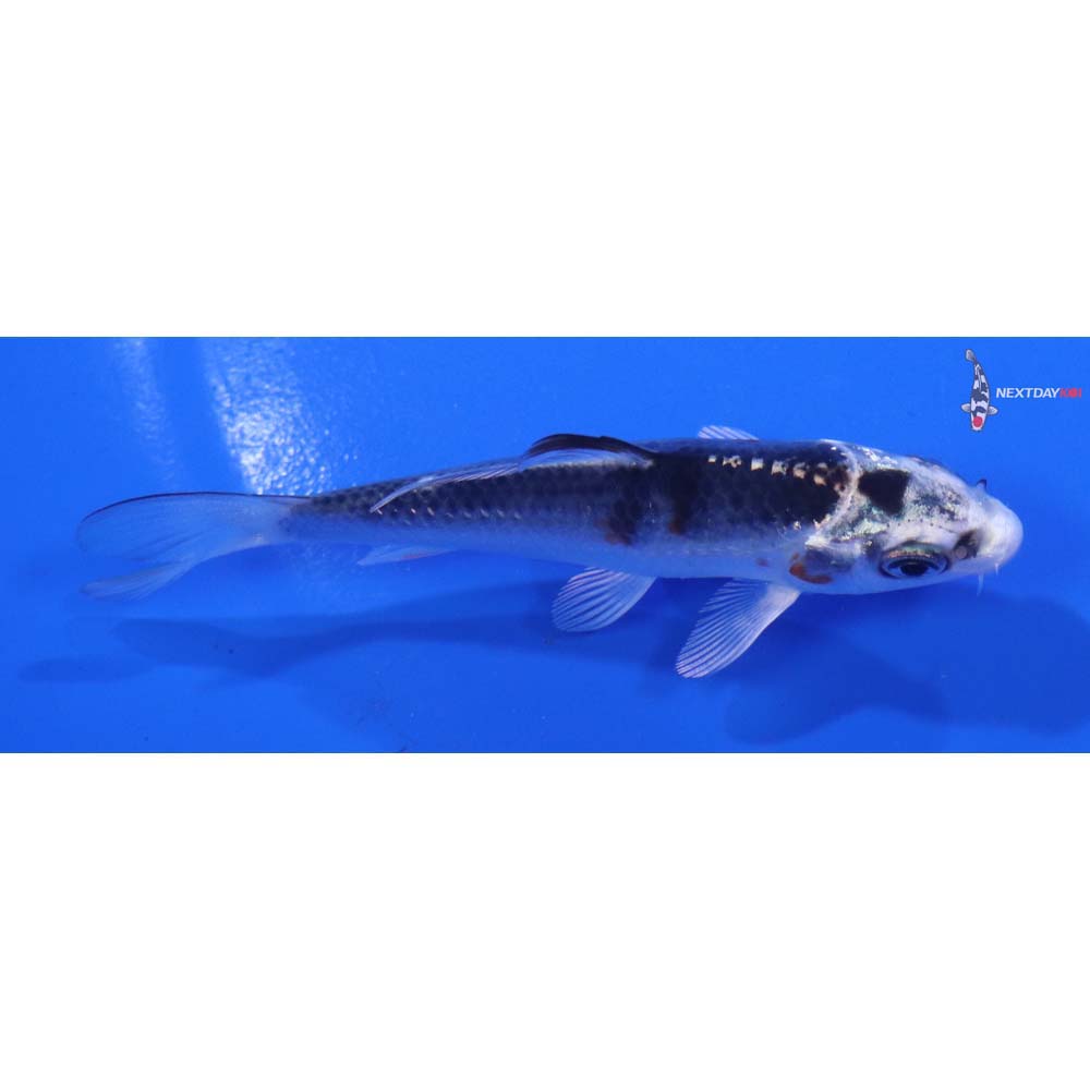 3.5” Imported Kujaku