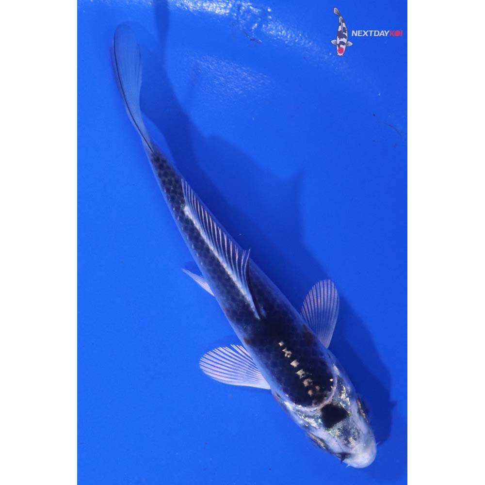 3.5” Imported Kujaku