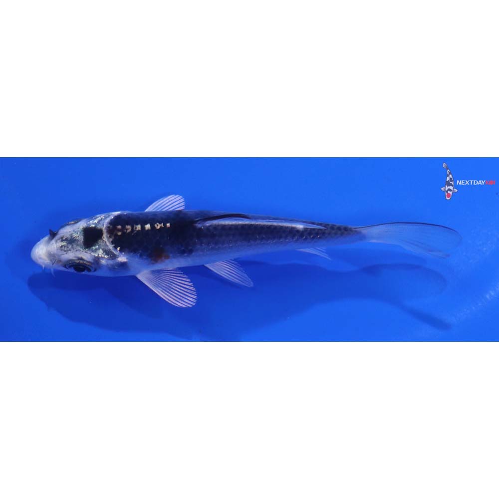 3.5” Imported Kujaku