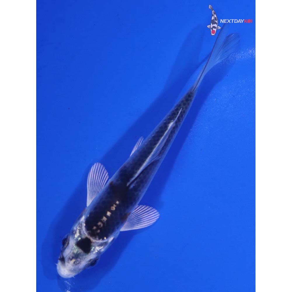 3.5” Imported Kujaku