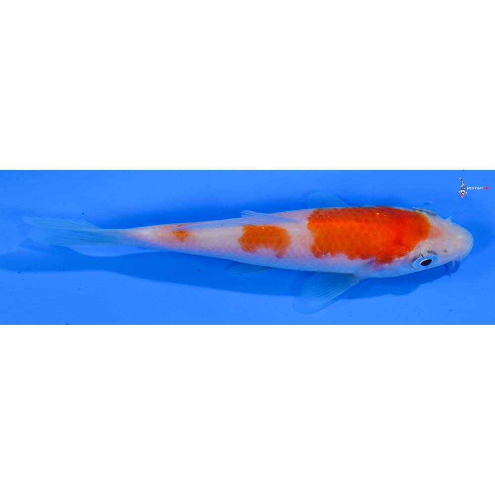 4” Imported Kohaku