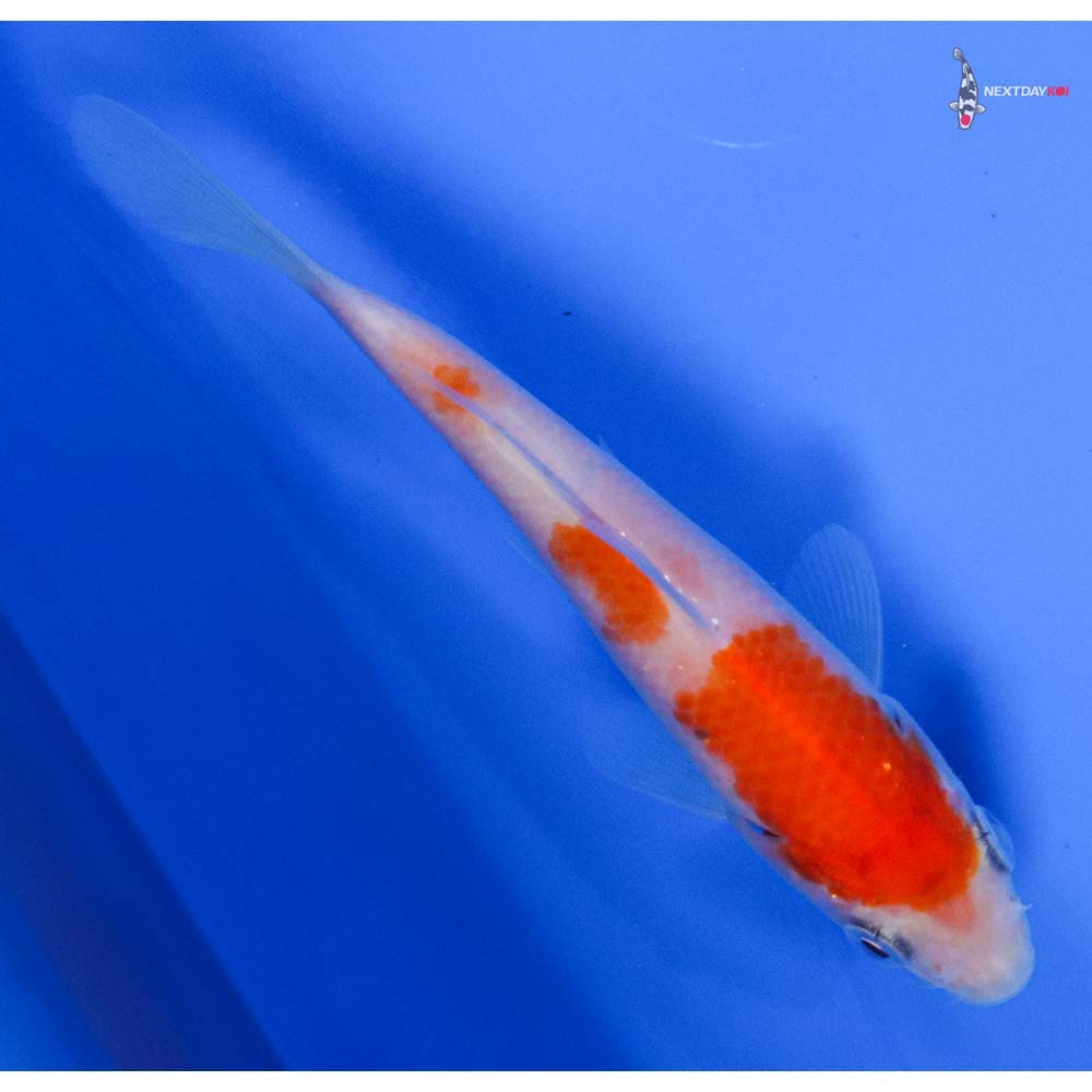 4” Imported Kohaku
