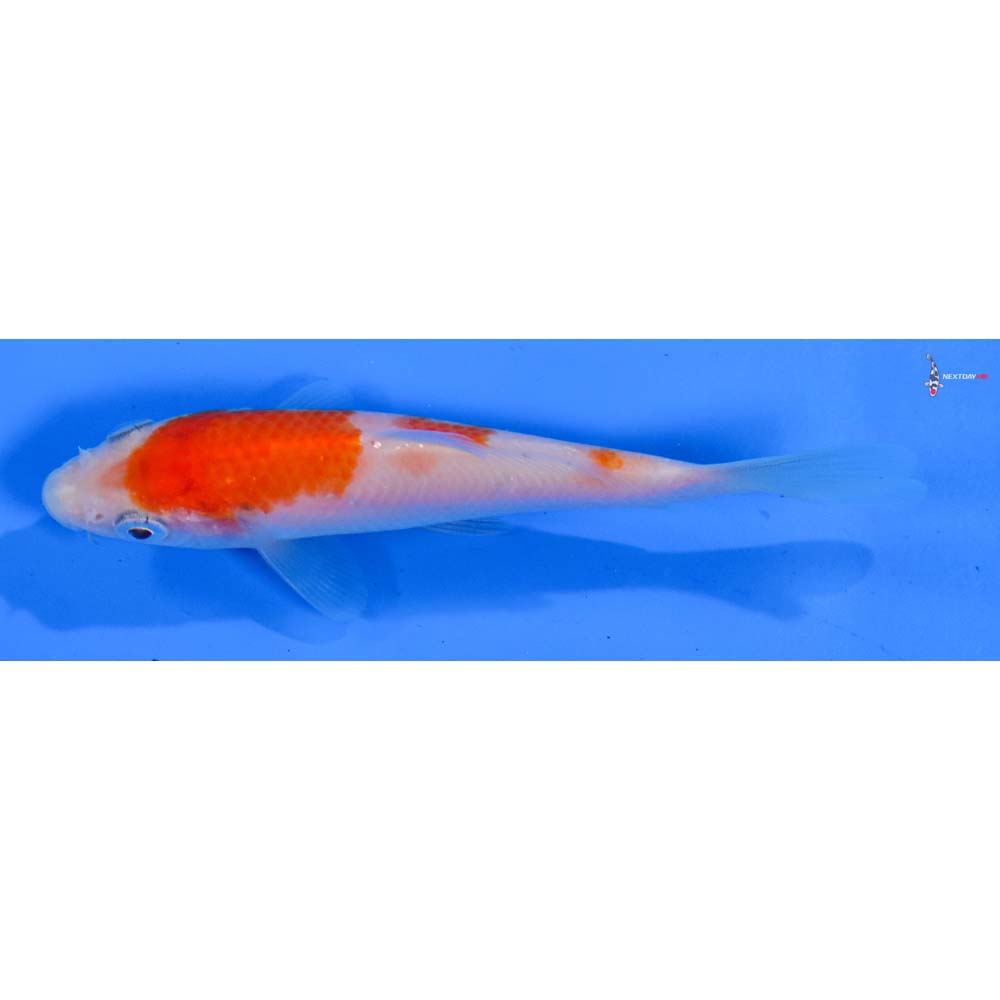 4” Imported Kohaku