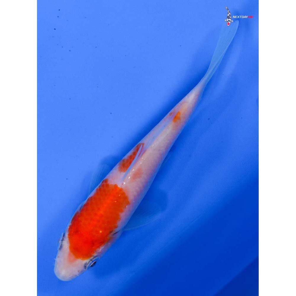 4” Imported Kohaku