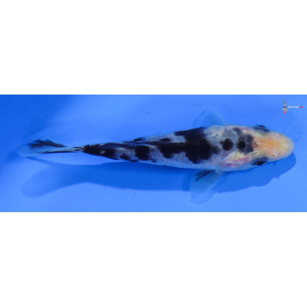 4” Imported Shiro Bekko