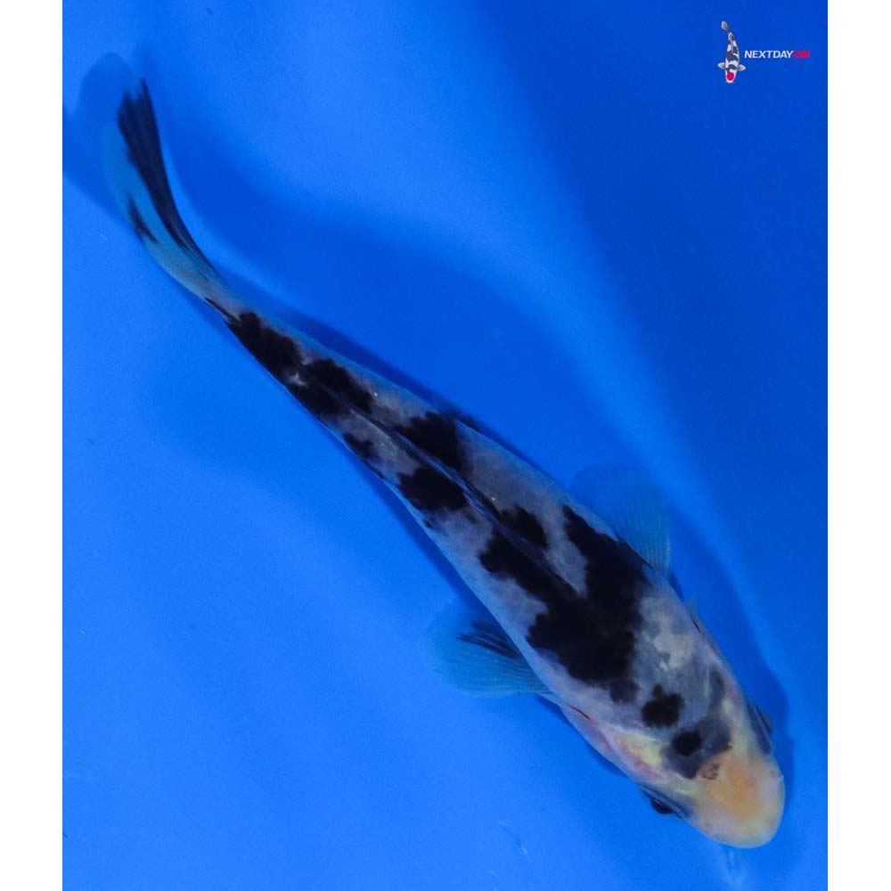 4” Imported Shiro Bekko