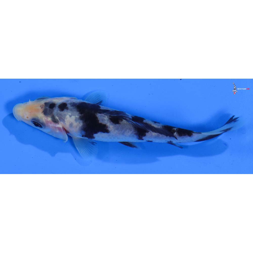 4” Imported Shiro Bekko