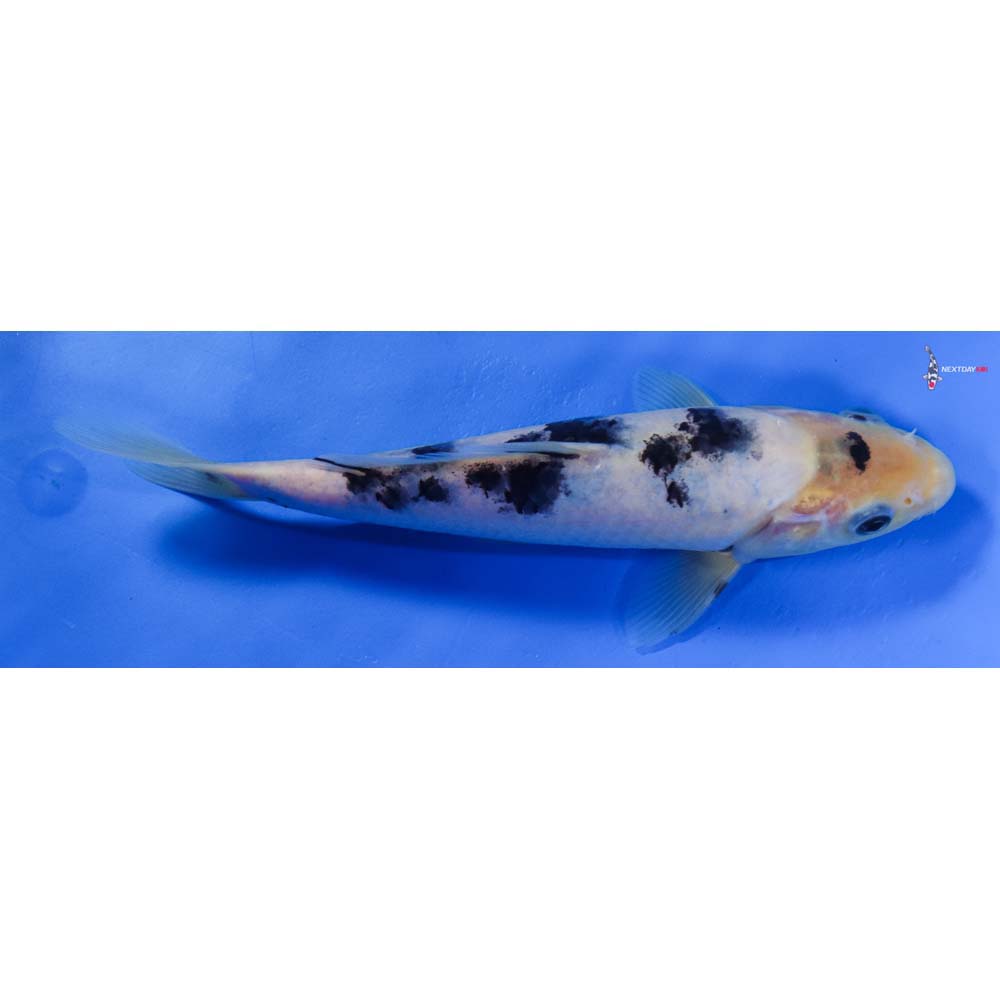 8” Imported Shiro Bekko