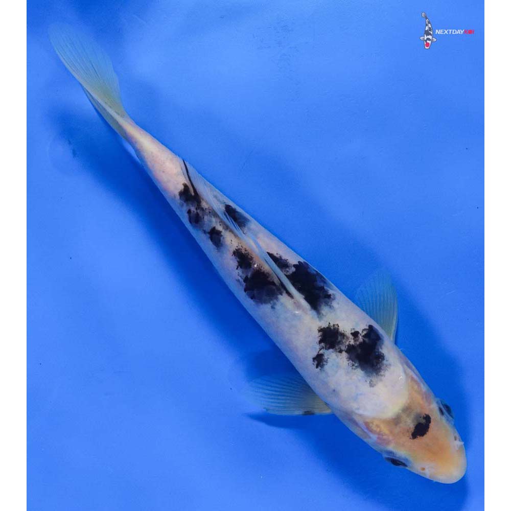 8” Imported Shiro Bekko
