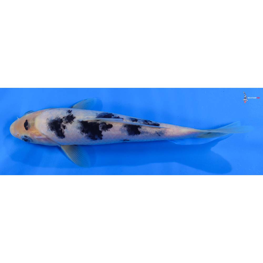 8” Imported Shiro Bekko