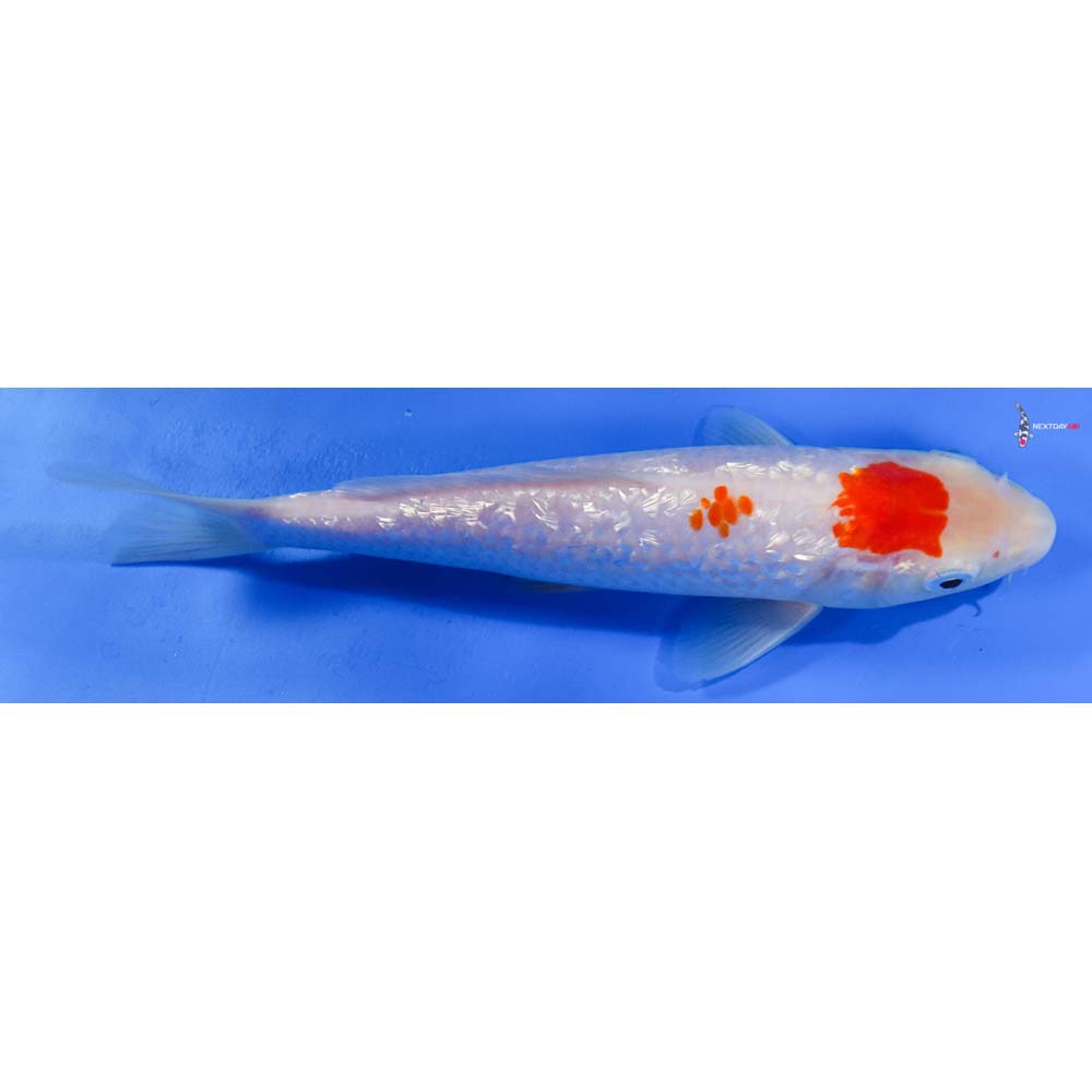 8” Imported Gin Rin Kohaku