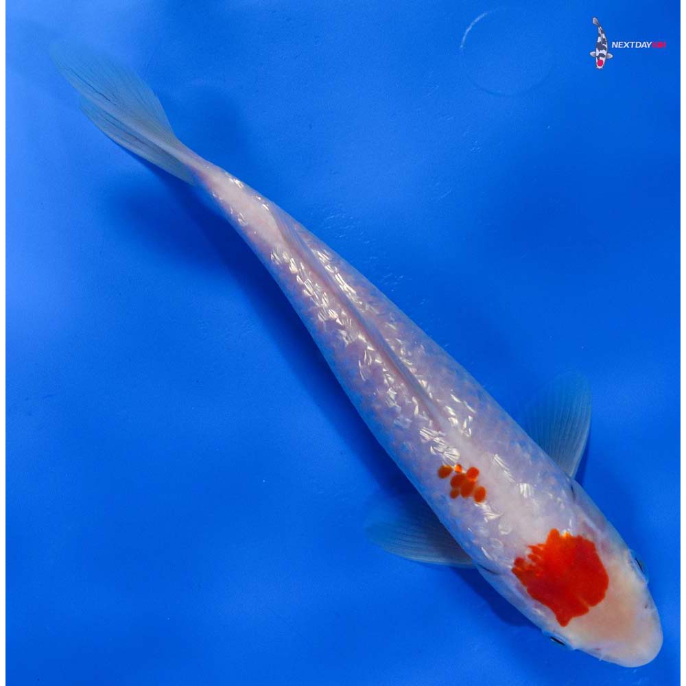 8” Imported Gin Rin Kohaku