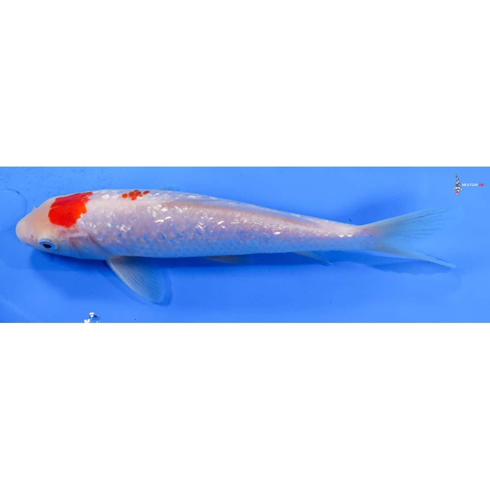 8” Imported Gin Rin Kohaku
