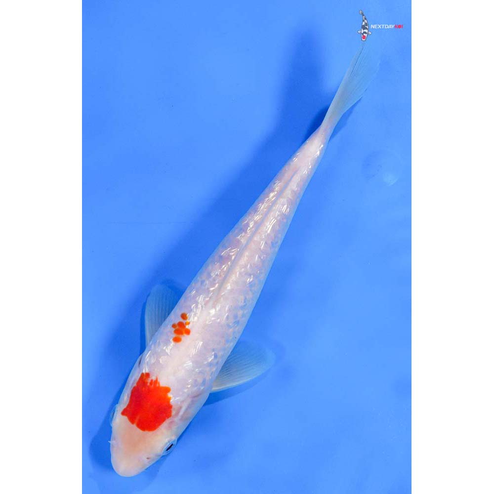 8” Imported Gin Rin Kohaku