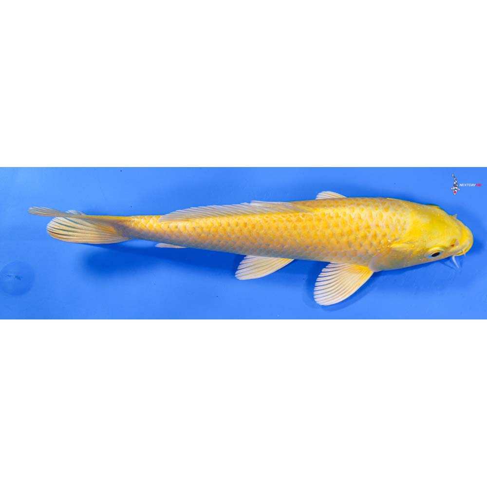8” Imported Yamabuki Ogon