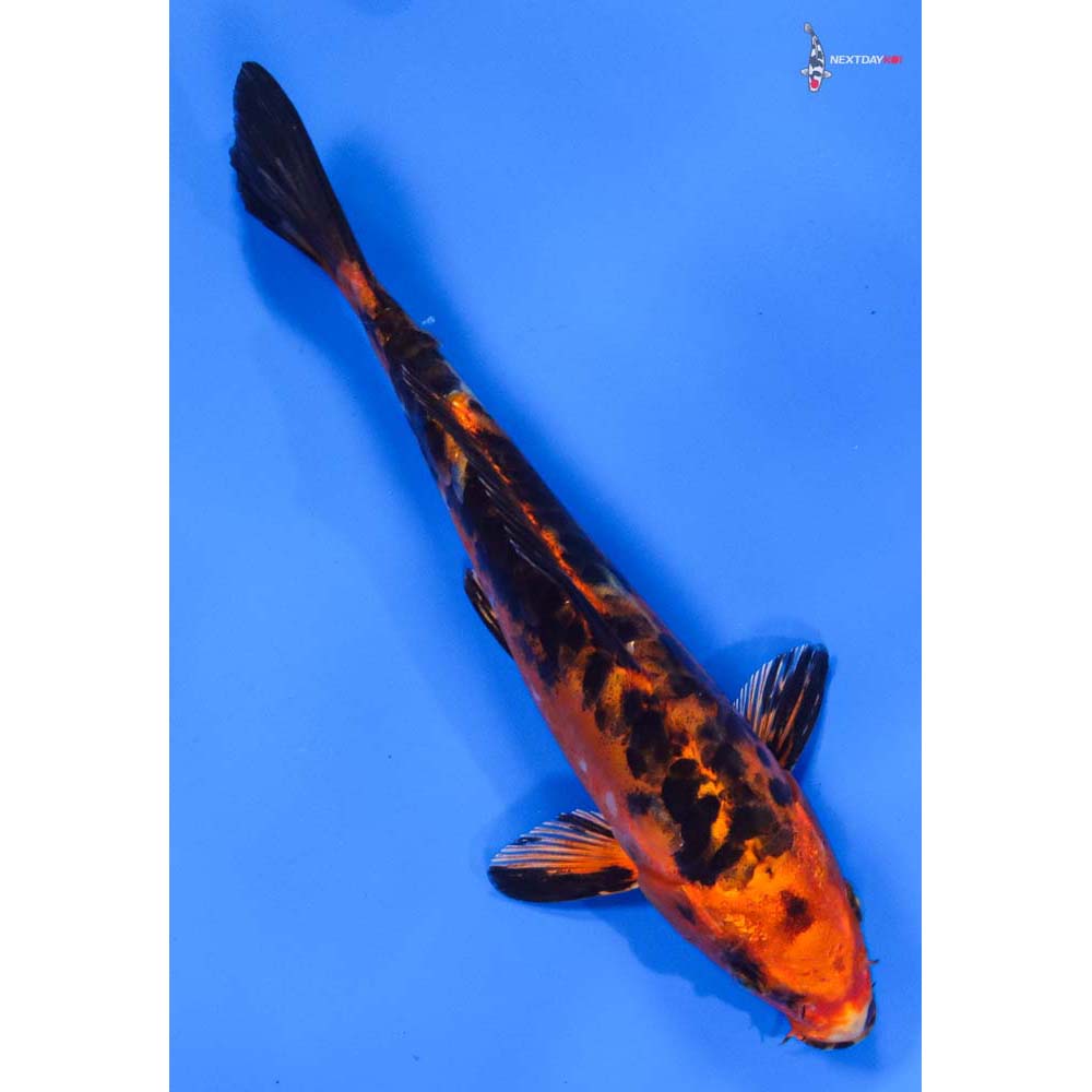 8” Imported Doitsu Kin Aka Bekko