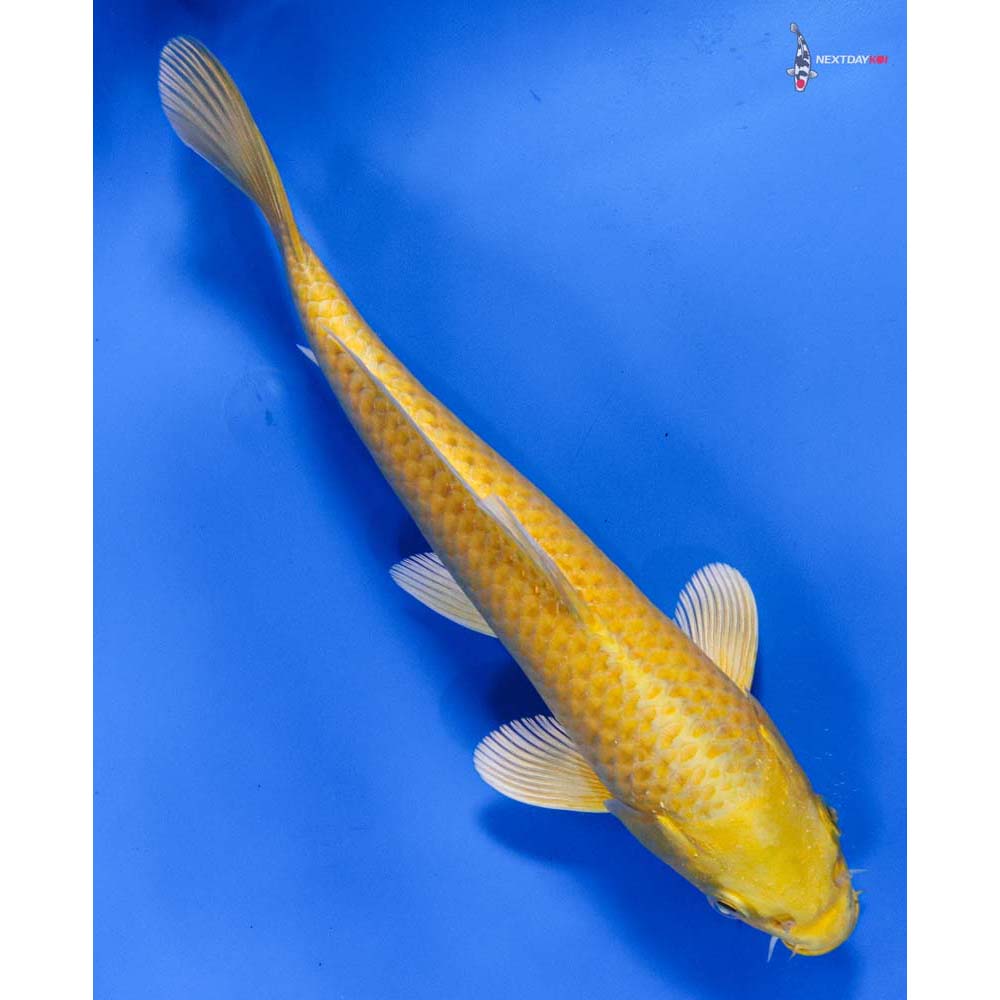 8” Imported Yamabuki Ogon