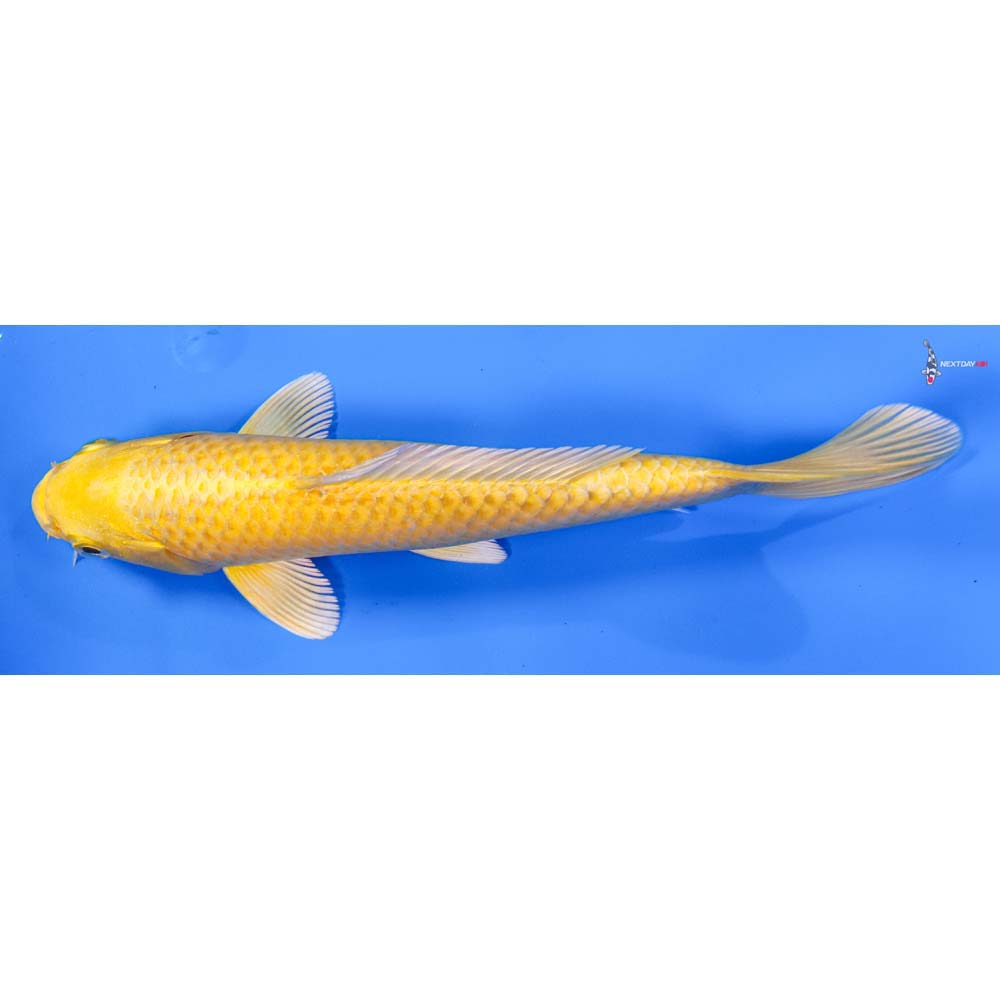 8” Imported Yamabuki Ogon