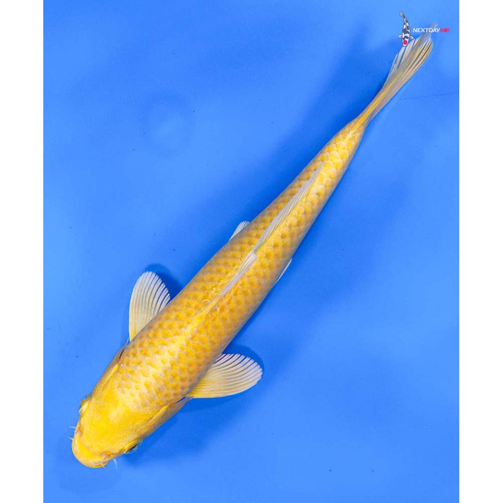 8” Imported Yamabuki Ogon