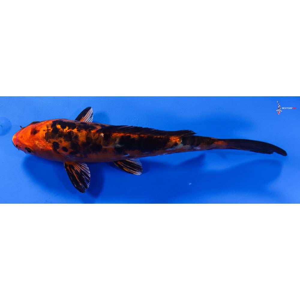 8” Imported Doitsu Kin Aka Bekko
