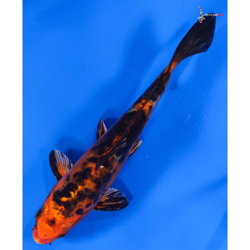 8” Imported Doitsu Kin Aka Bekko