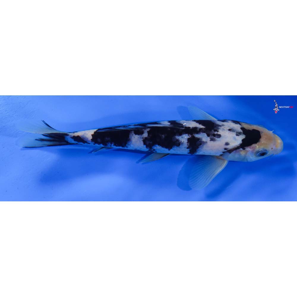 7” Imported Shiro Utsuri