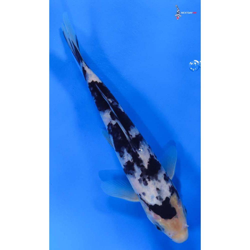 7” Imported Shiro Utsuri