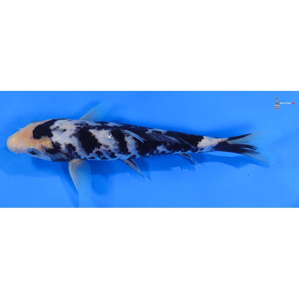 7” Imported Shiro Utsuri