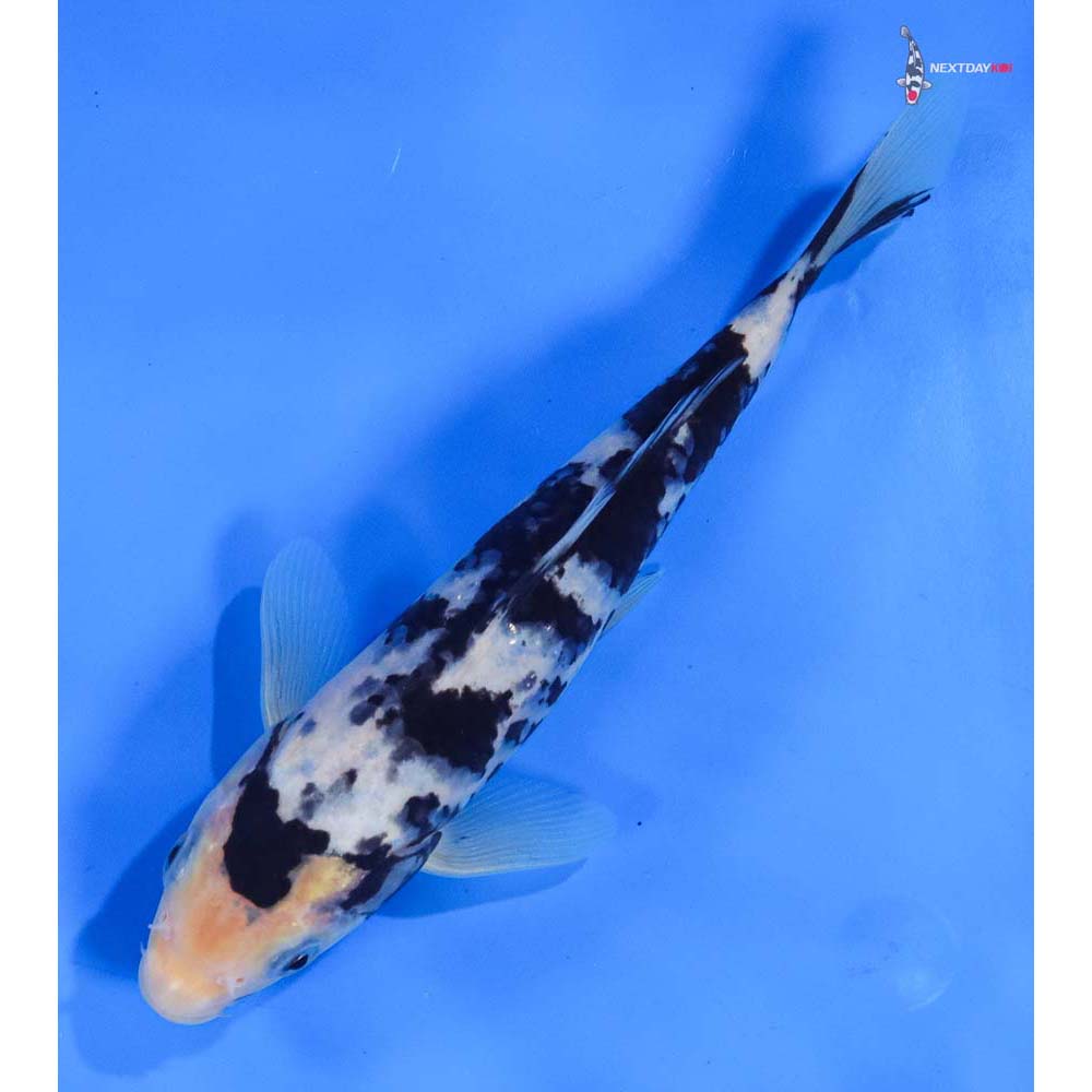 7” Imported Shiro Utsuri