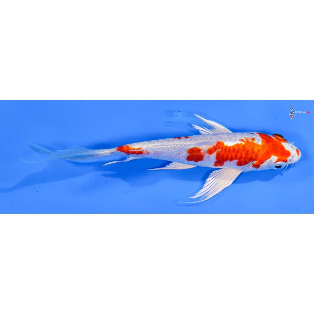 6” Imported Armor Scaled Hariwake Butterfly Koi