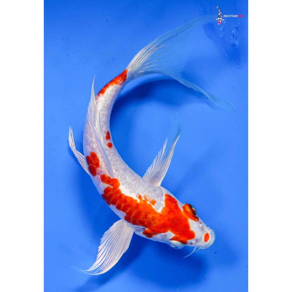 6” Imported Armor Scaled Hariwake Butterfly Koi
