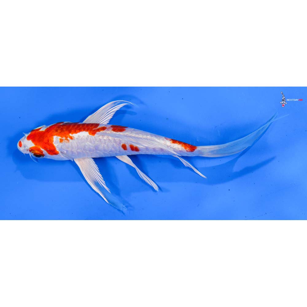 6” Imported Armor Scaled Hariwake Butterfly Koi