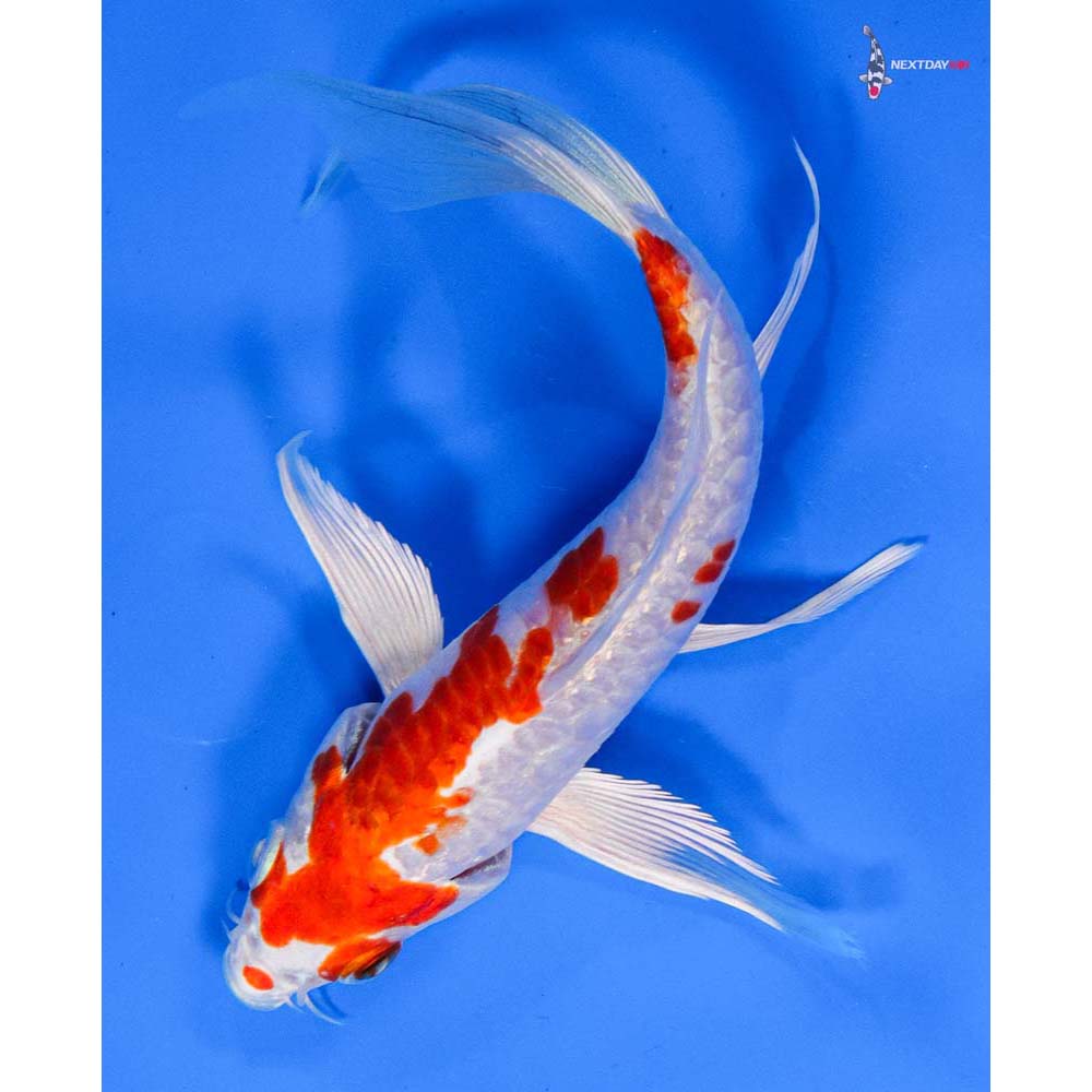 6” Imported Armor Scaled Hariwake Butterfly Koi