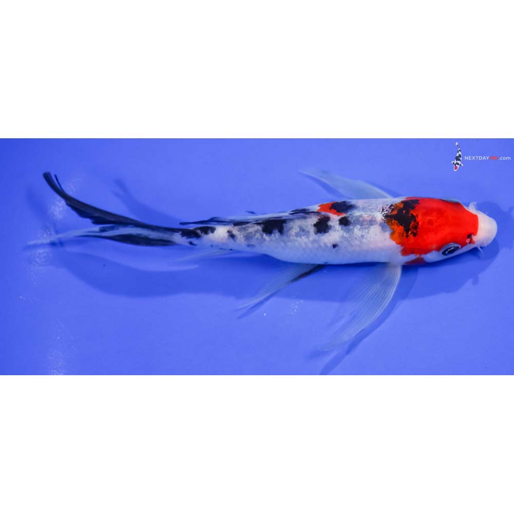 7” Imported Sanke Butterfly Koi