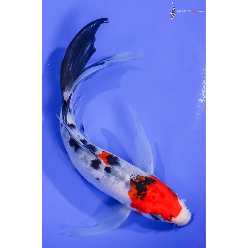 7” Imported Sanke Butterfly Koi