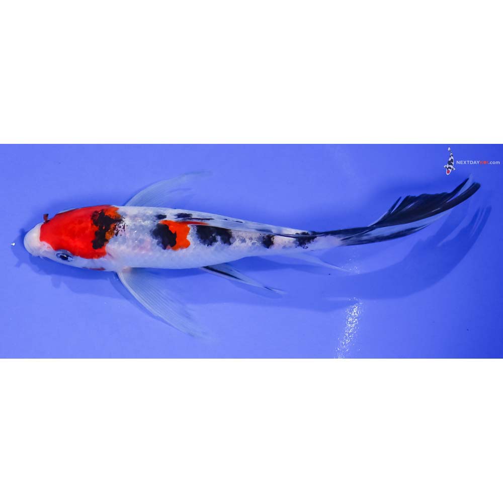 7” Imported Sanke Butterfly Koi