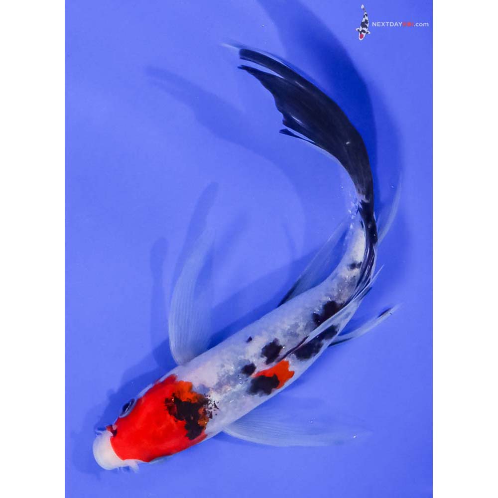 7” Imported Sanke Butterfly Koi