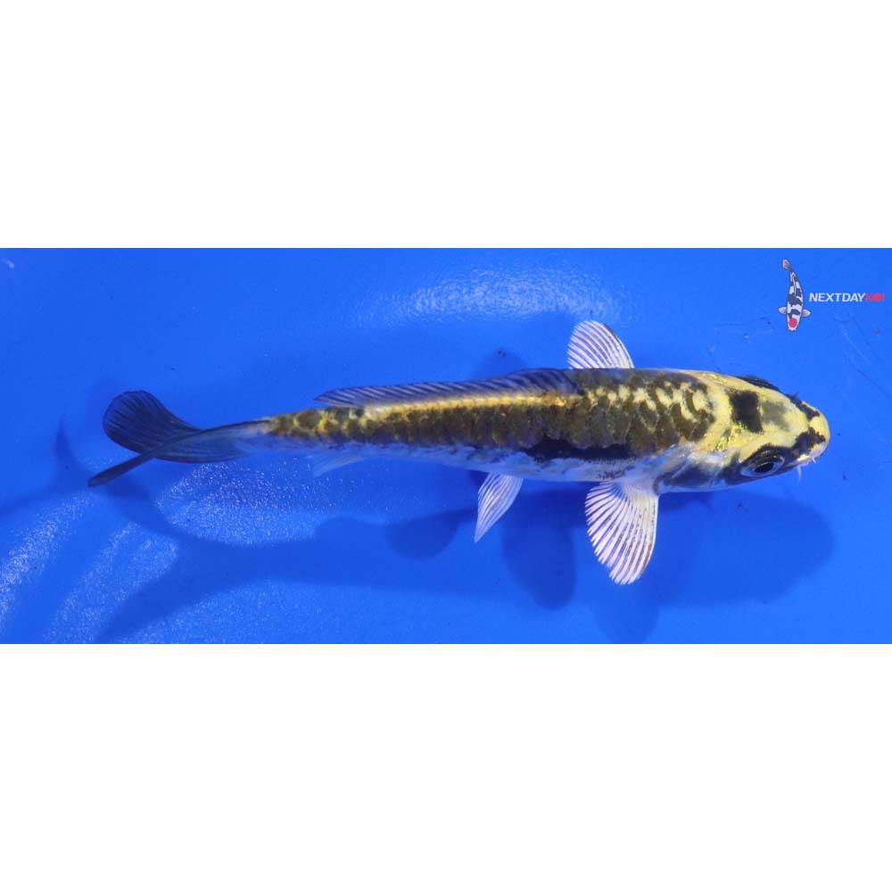 4” Imported Kin Kikokuryu