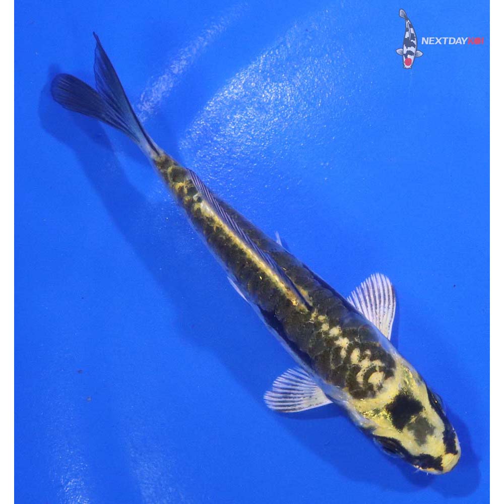 4” Imported Kin Kikokuryu