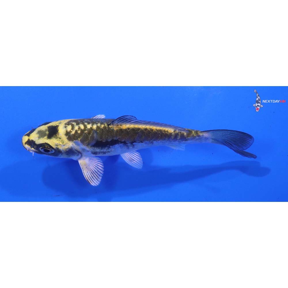 4” Imported Kin Kikokuryu
