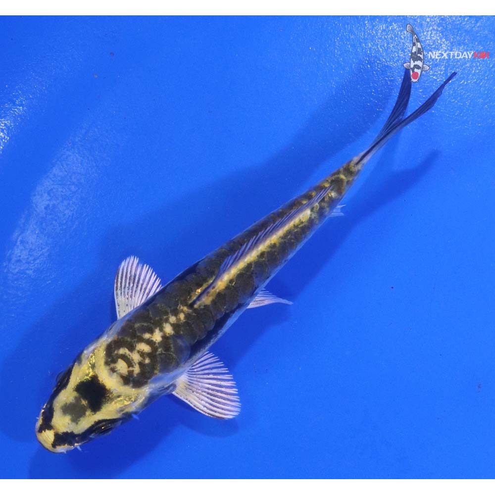 4” Imported Kin Kikokuryu