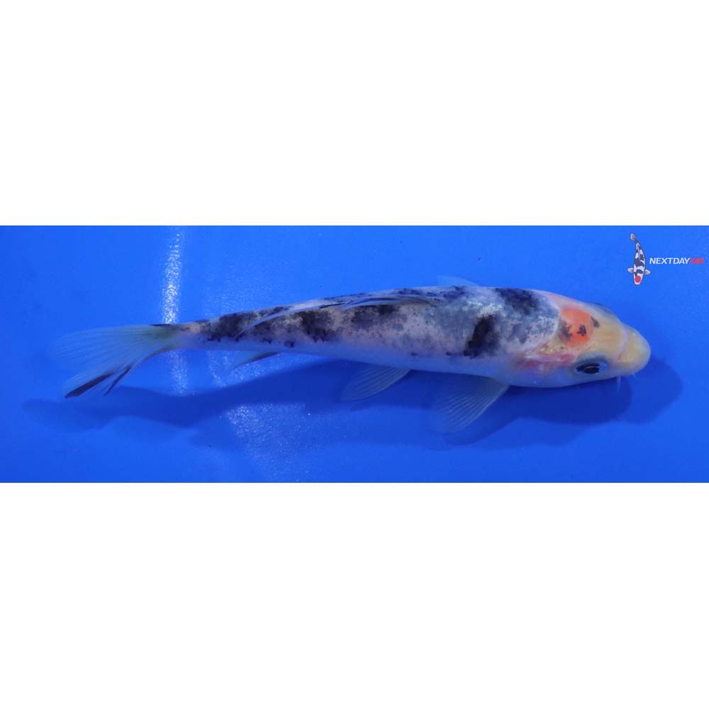5” Imported Shiro Bekko