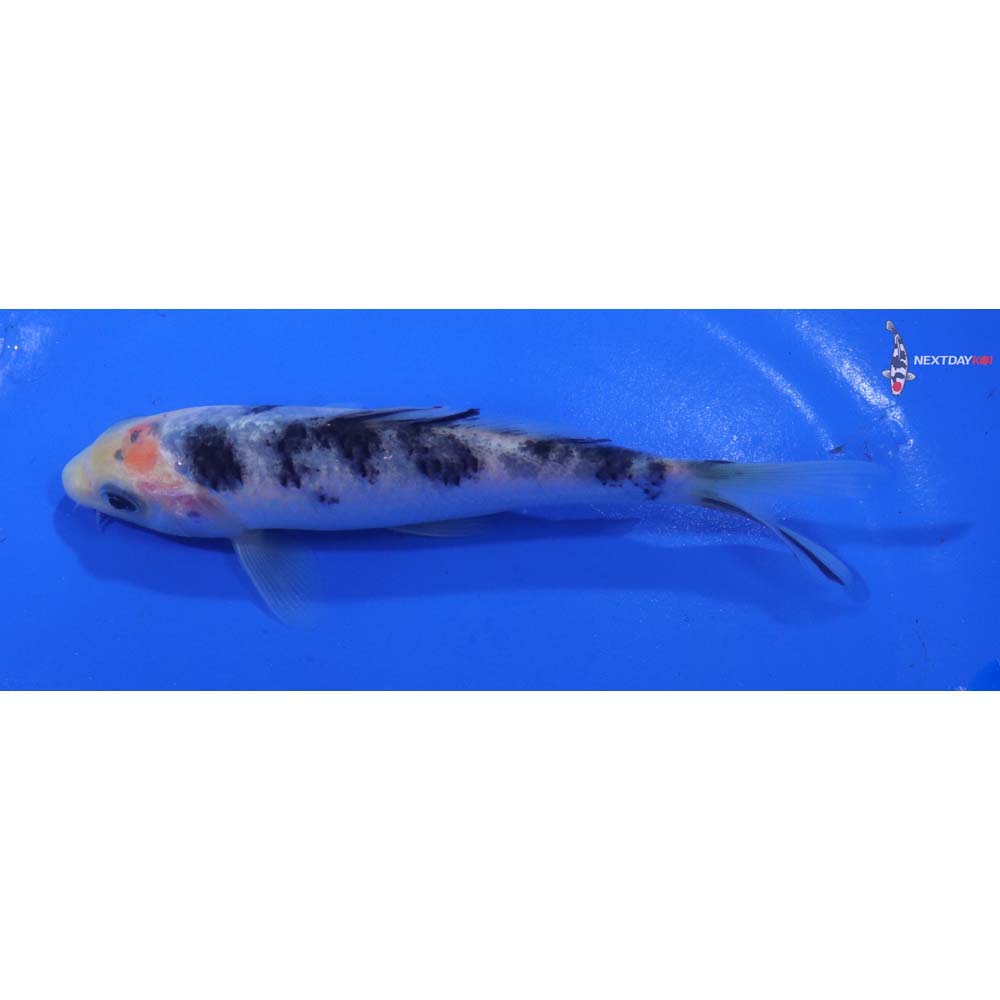 5” Imported Shiro Bekko