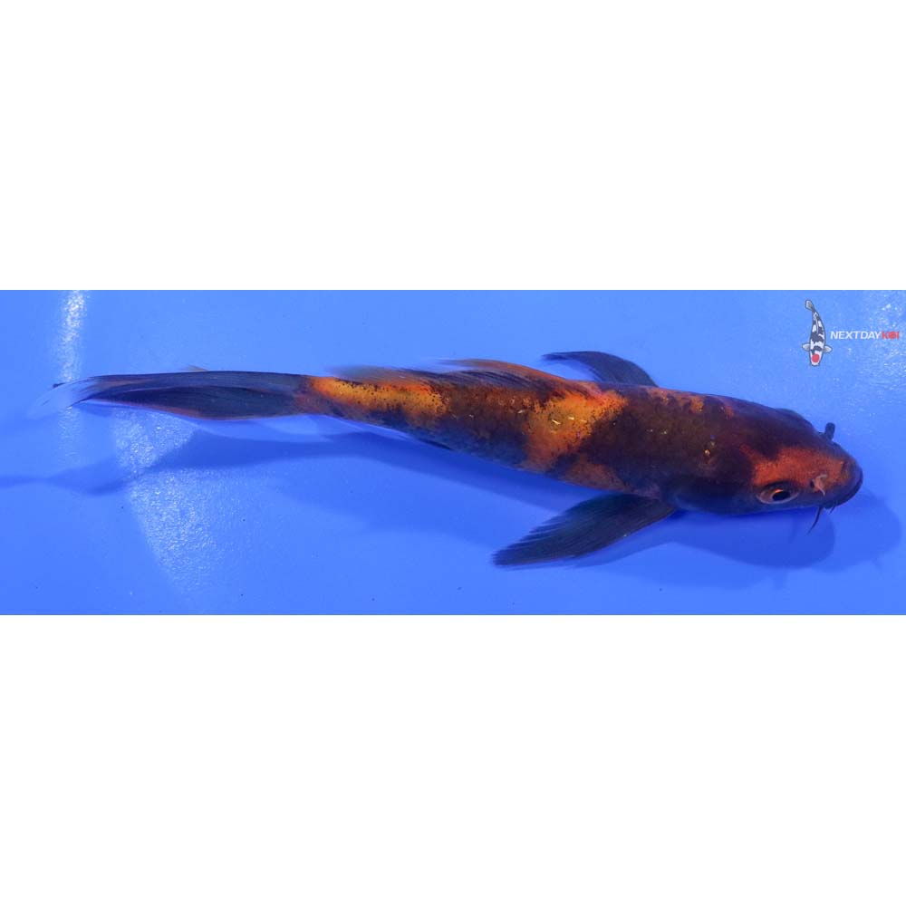 5” Imported Hi Utsuri Butterfly Koi