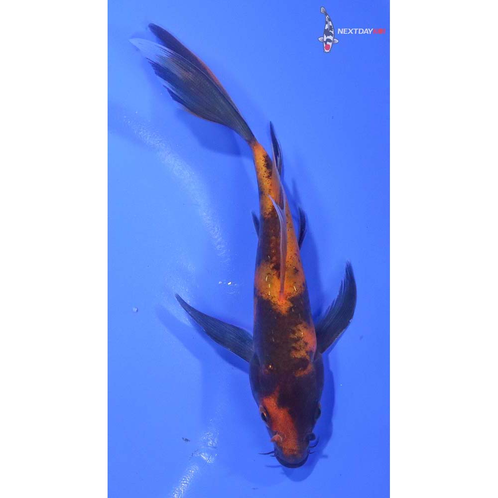 5” Imported Hi Utsuri Butterfly Koi