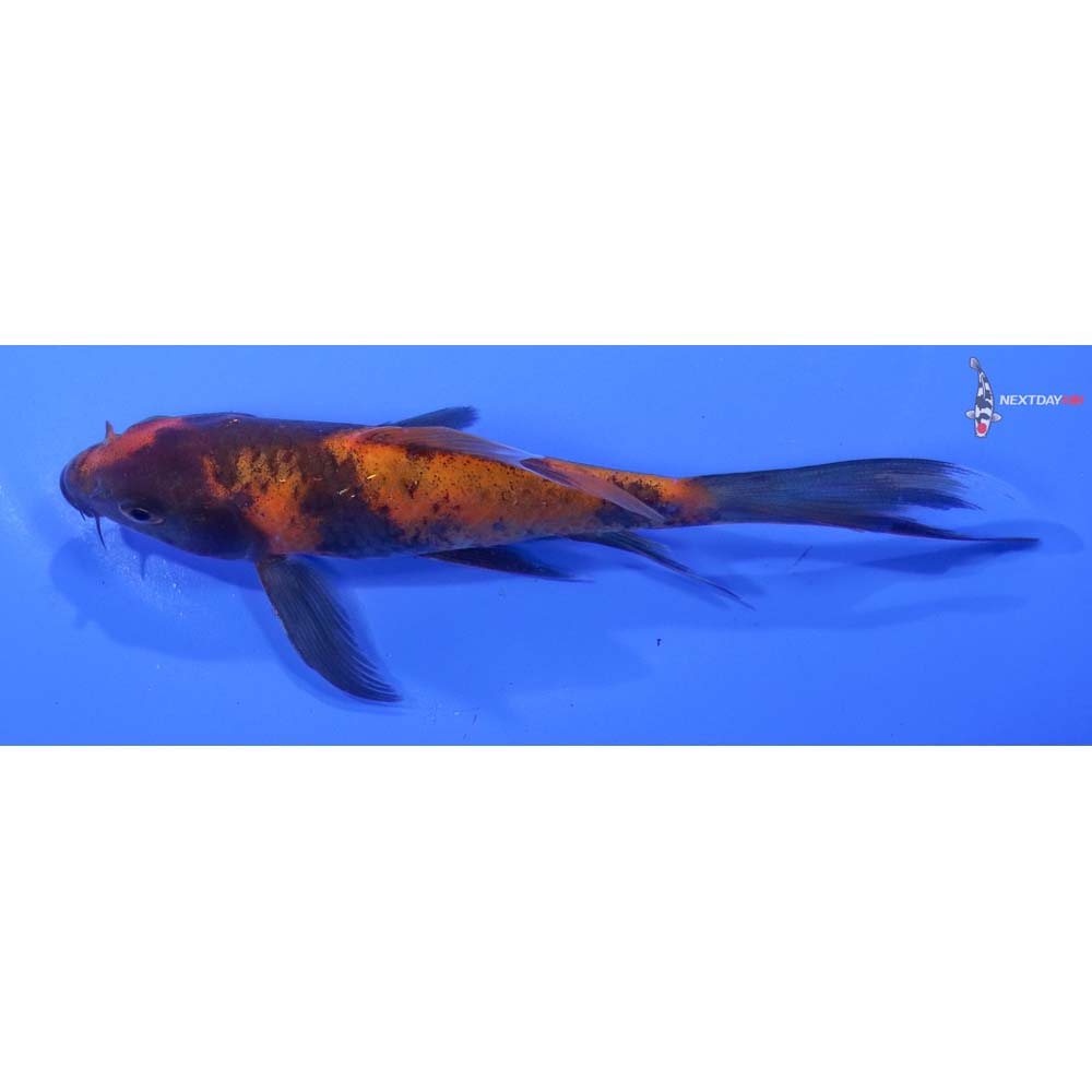 5” Imported Hi Utsuri Butterfly Koi